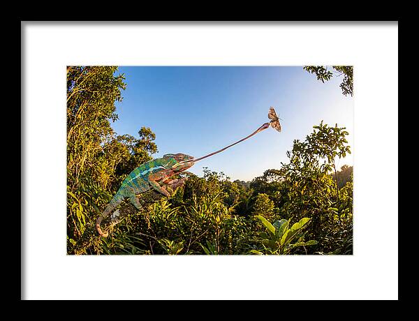 Chameleon Striking For Prey