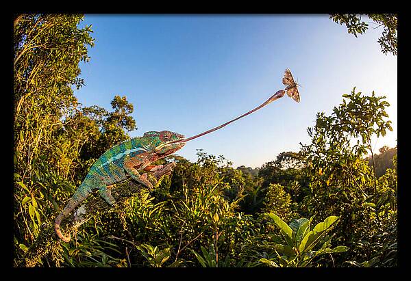 Chameleon Striking For Prey