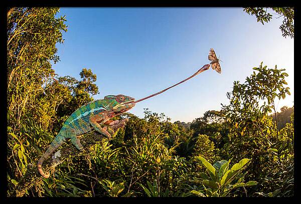 Chameleon Striking For Prey