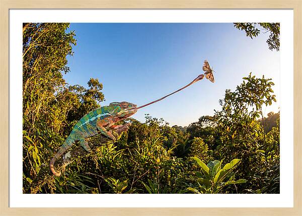 Chameleon Striking For Prey