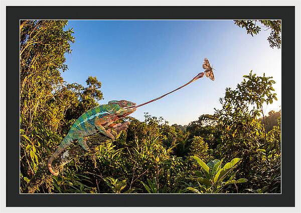 Chameleon Striking For Prey