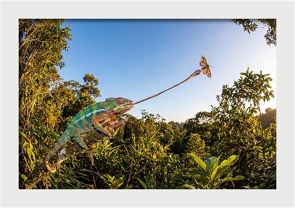Chameleon Striking For Prey