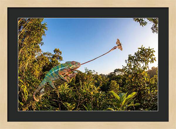 Chameleon Striking For Prey