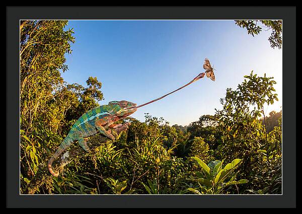 Chameleon Striking For Prey