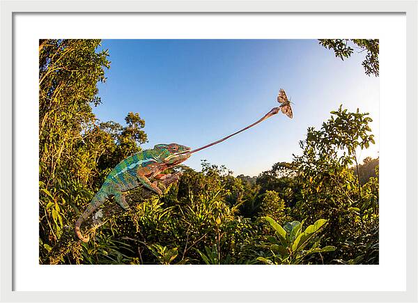 Chameleon Striking For Prey