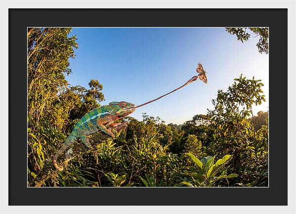 Chameleon Striking For Prey
