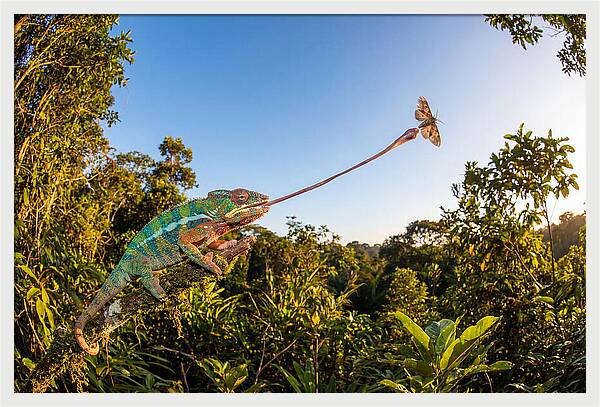 Chameleon Striking For Prey