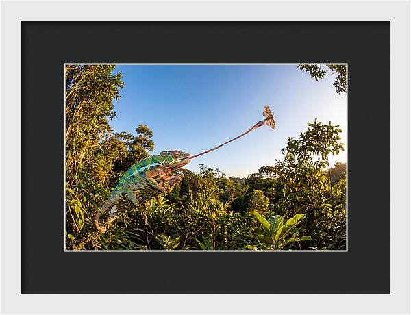 Chameleon Striking For Prey