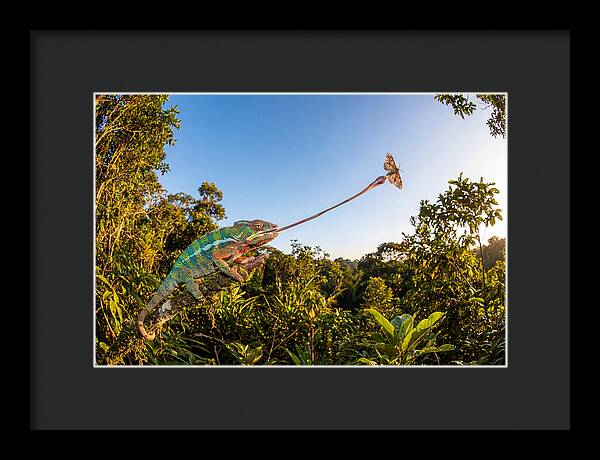 Chameleon Striking For Prey