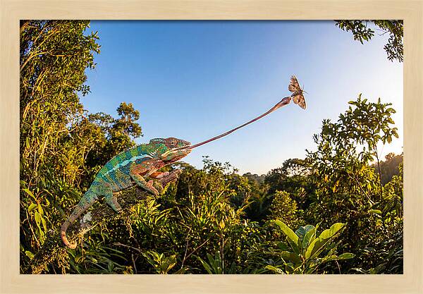 Chameleon Striking For Prey