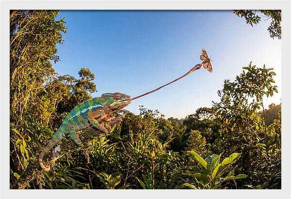 Chameleon Striking For Prey