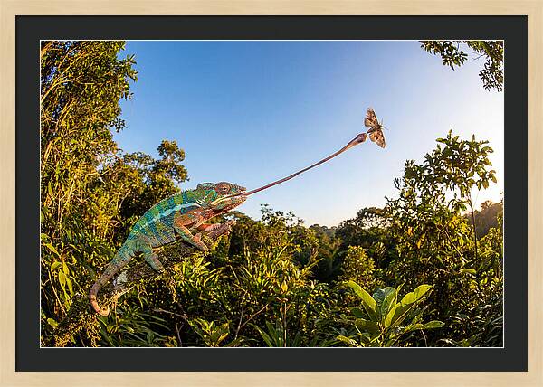 Chameleon Striking For Prey