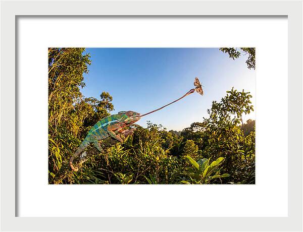 Chameleon Striking For Prey