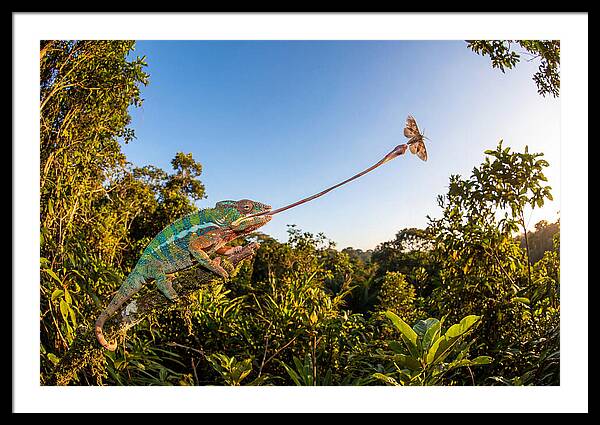 Chameleon Striking For Prey