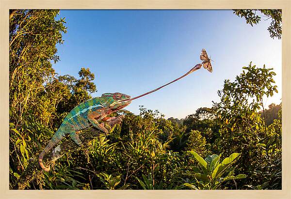 Chameleon Striking For Prey