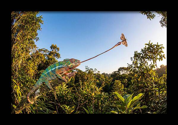 Chameleon Striking For Prey