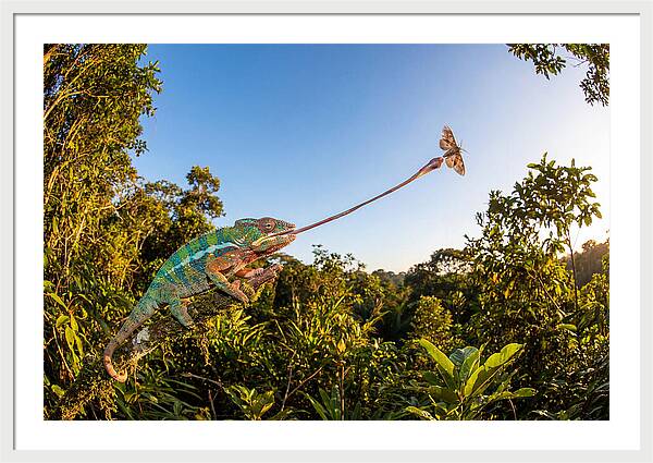 Chameleon Striking For Prey