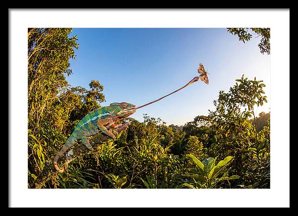 Chameleon Striking For Prey
