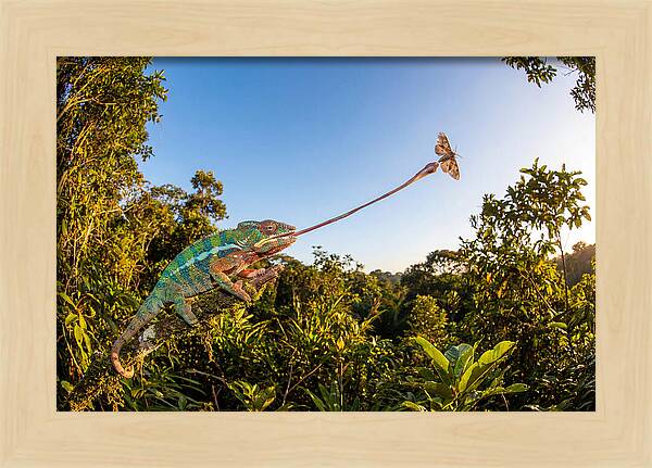 Chameleon Striking For Prey
