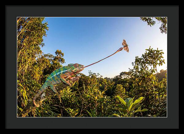 Chameleon Striking For Prey