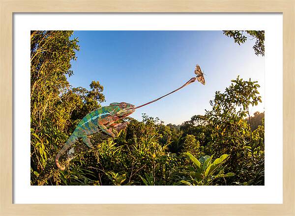 Chameleon Striking For Prey