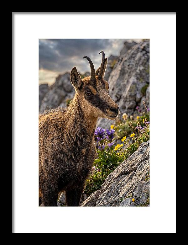 Chamois Among Alpine Blooms