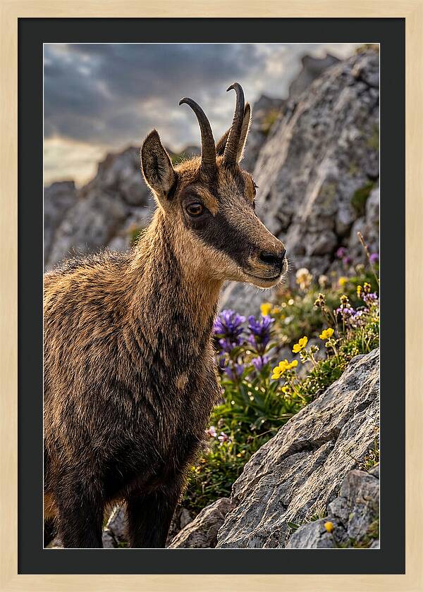 Chamois Among Alpine Blooms