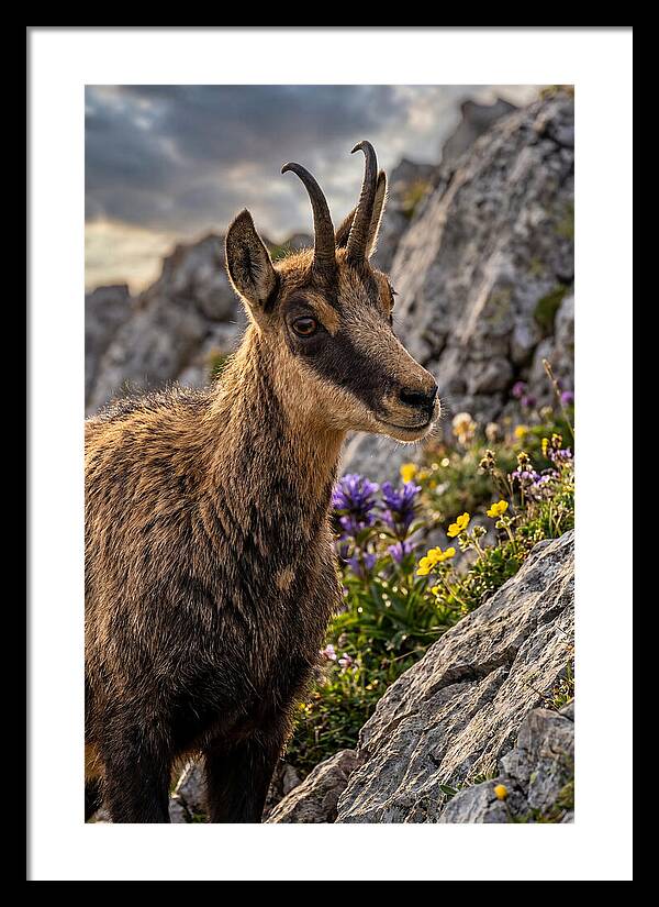 Chamois Among Alpine Blooms