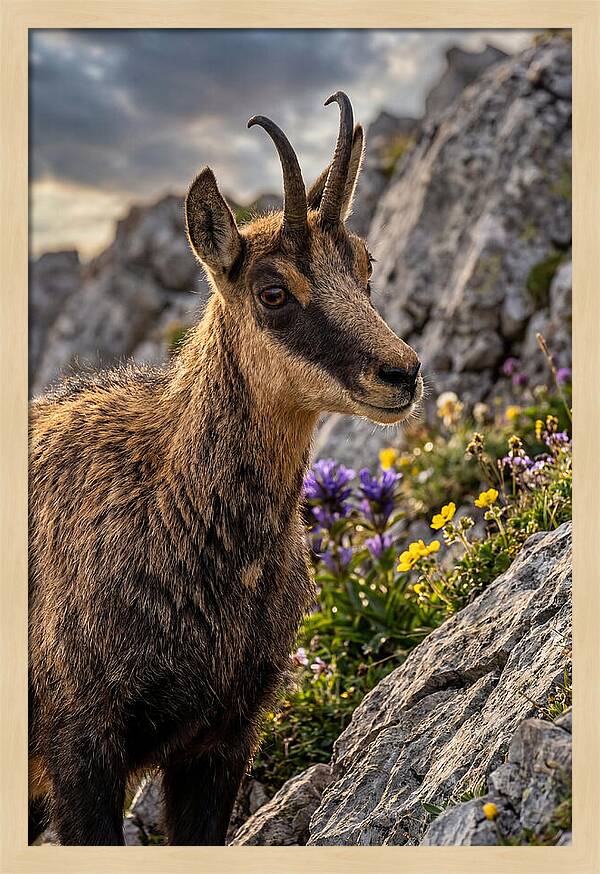 Chamois Among Alpine Blooms