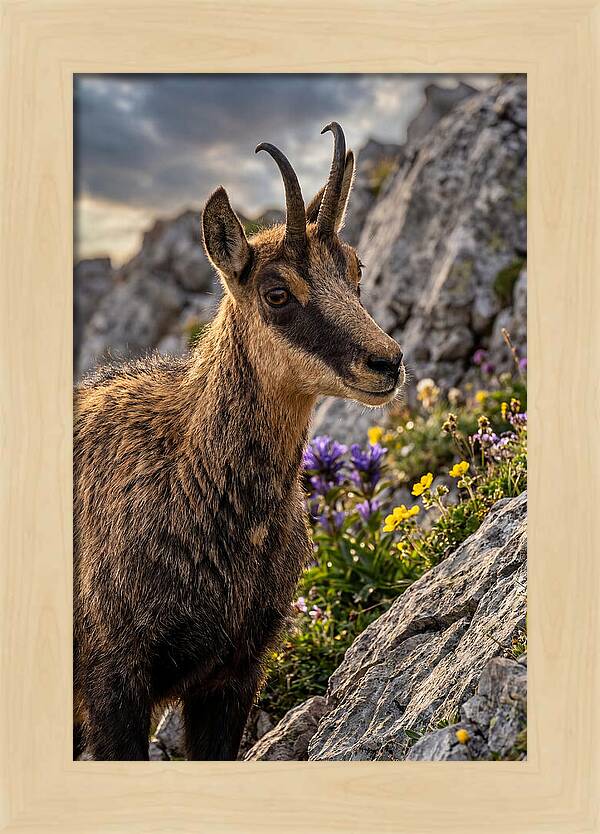Chamois Among Alpine Blooms