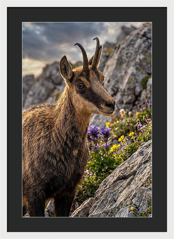Chamois Among Alpine Blooms