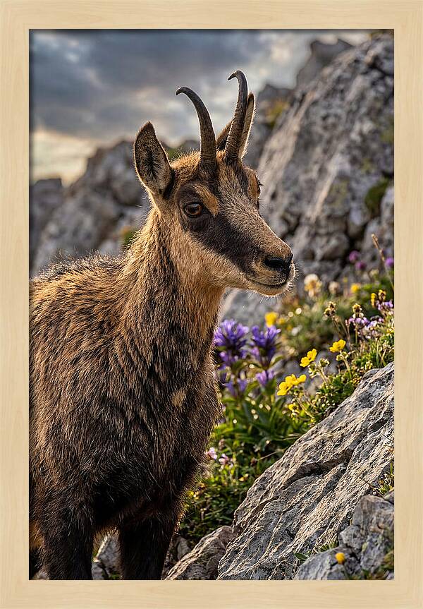 Chamois Among Alpine Blooms