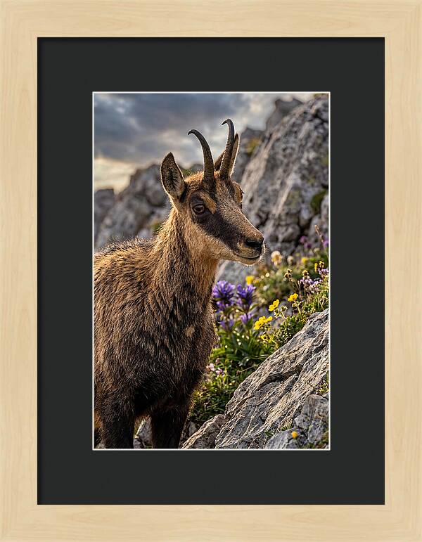 Chamois Among Alpine Blooms