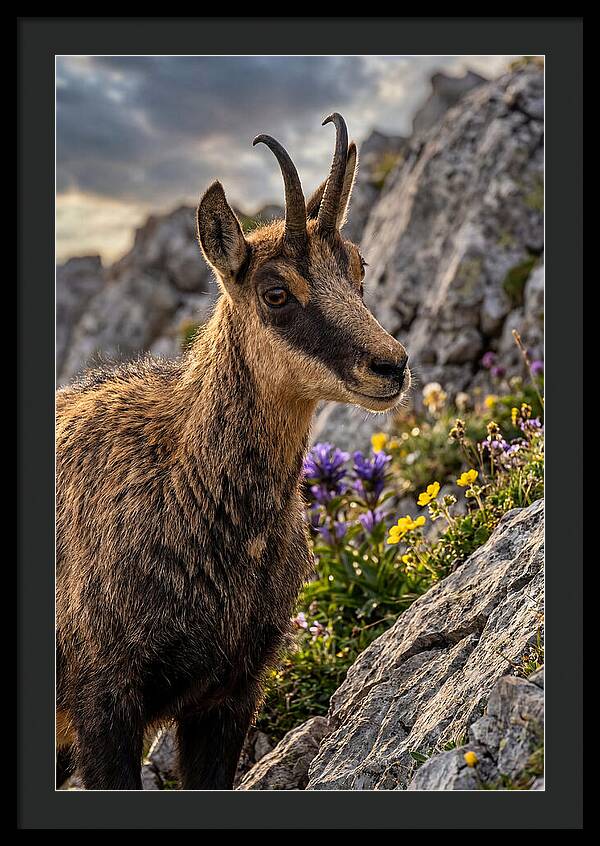 Chamois Among Alpine Blooms