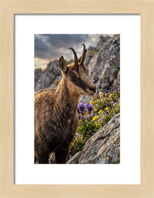 Chamois Among Alpine Blooms