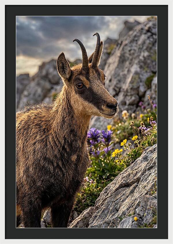 Chamois Among Alpine Blooms