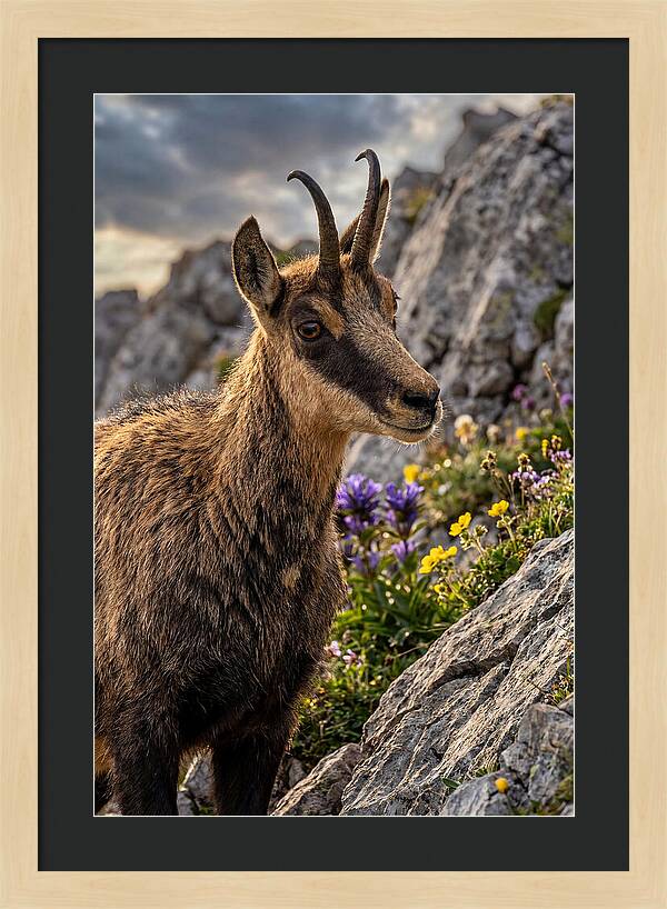 Chamois Among Alpine Blooms