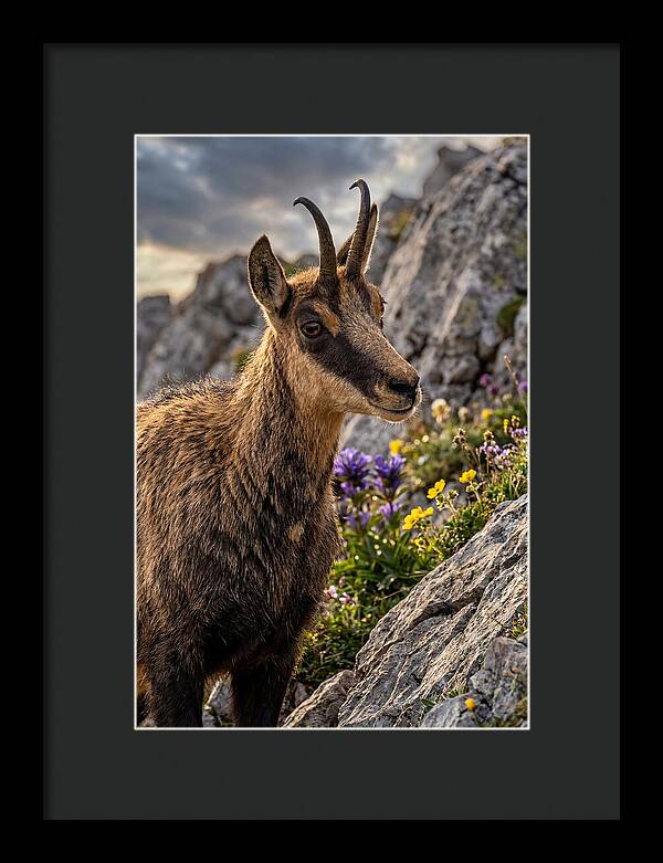 Chamois Among Alpine Blooms