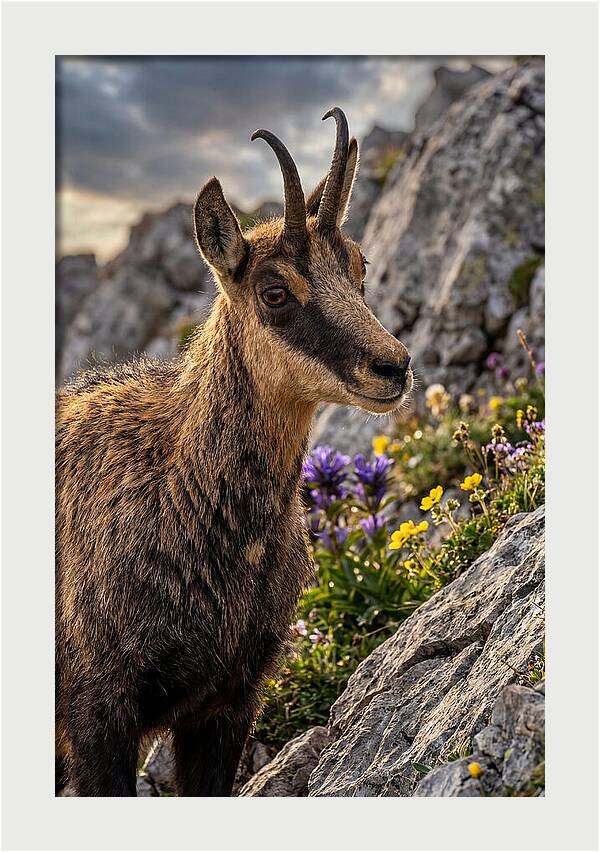 Chamois Among Alpine Blooms
