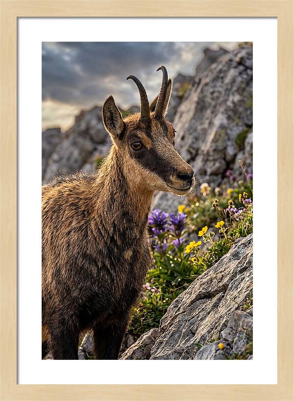 Chamois Among Alpine Blooms