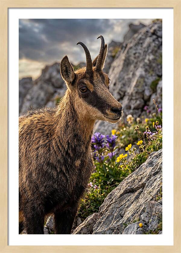 Chamois Among Alpine Blooms