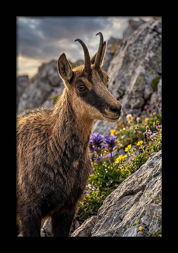 Chamois Among Alpine Blooms