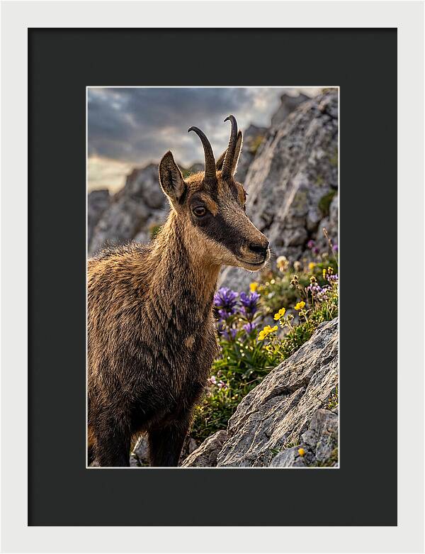 Chamois Among Alpine Blooms