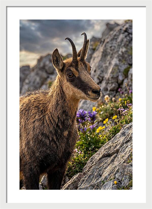 Chamois Among Alpine Blooms