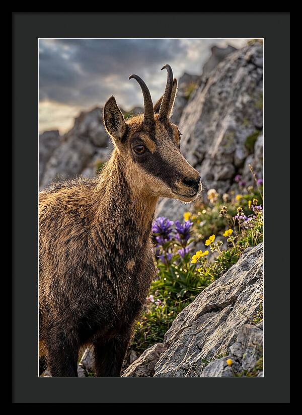 Chamois Among Alpine Blooms