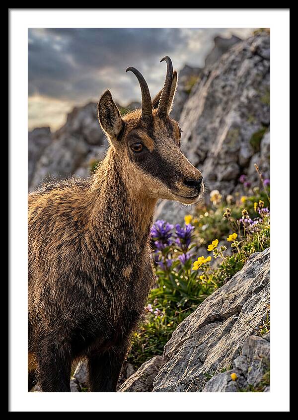 Chamois Art