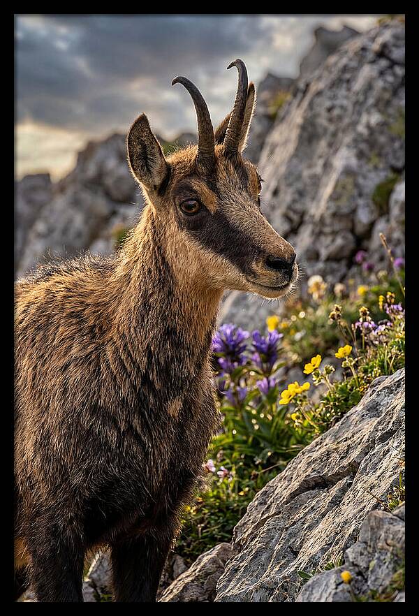 Chamois Among Alpine Blooms