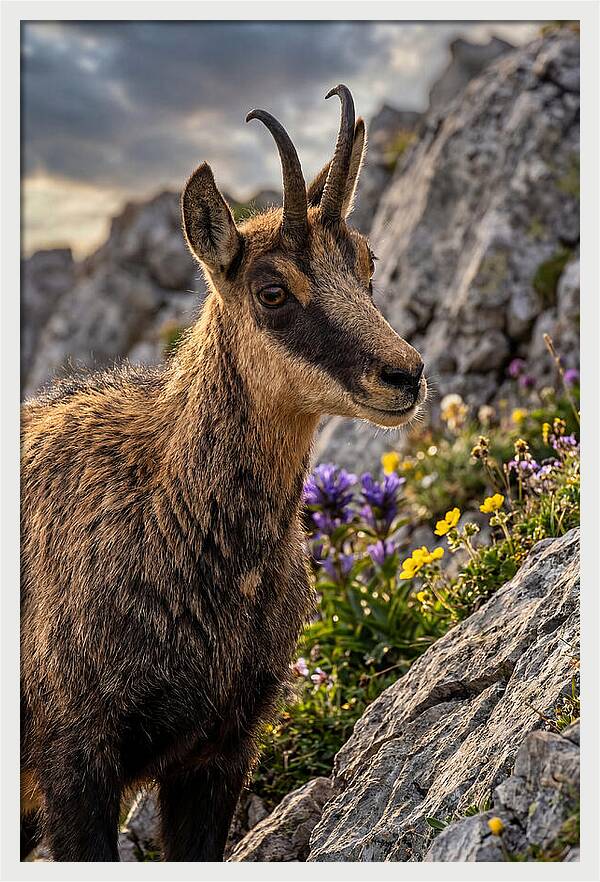 Chamois Among Alpine Blooms