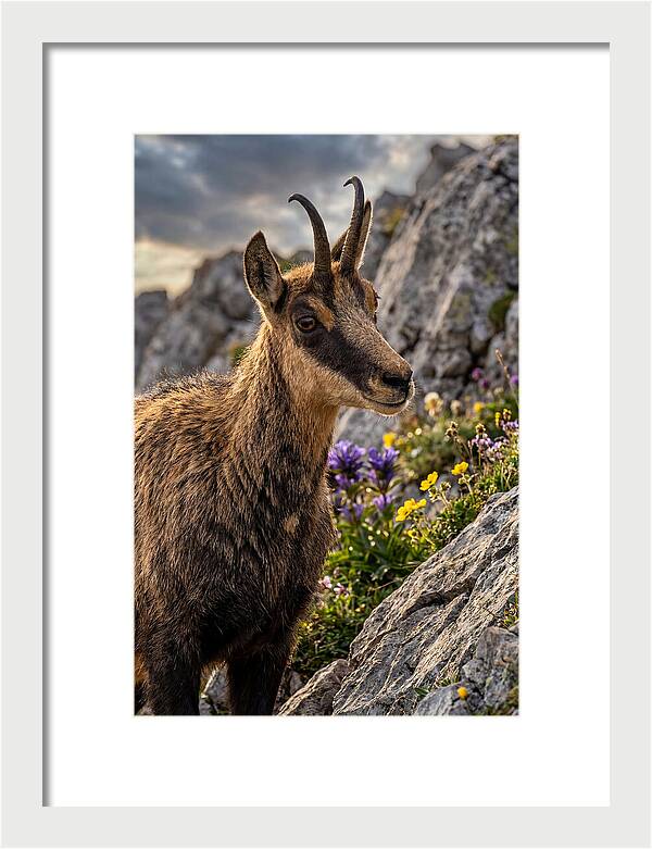 Chamois Among Alpine Blooms