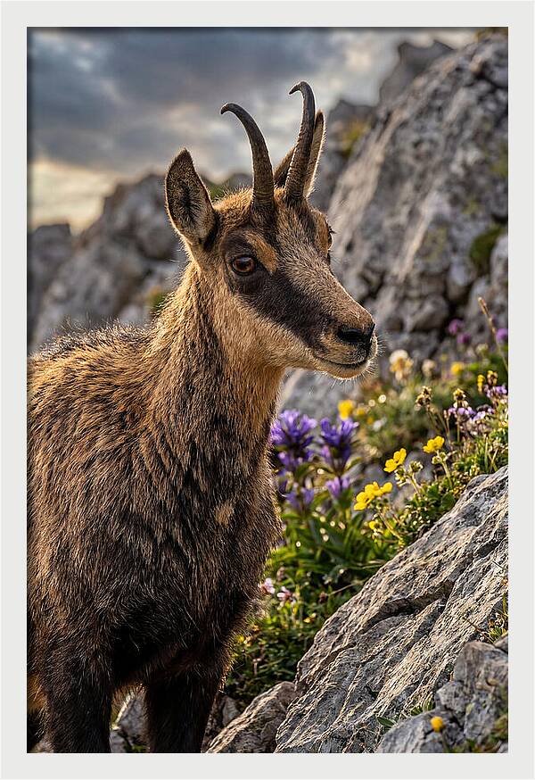 Chamois Among Alpine Blooms